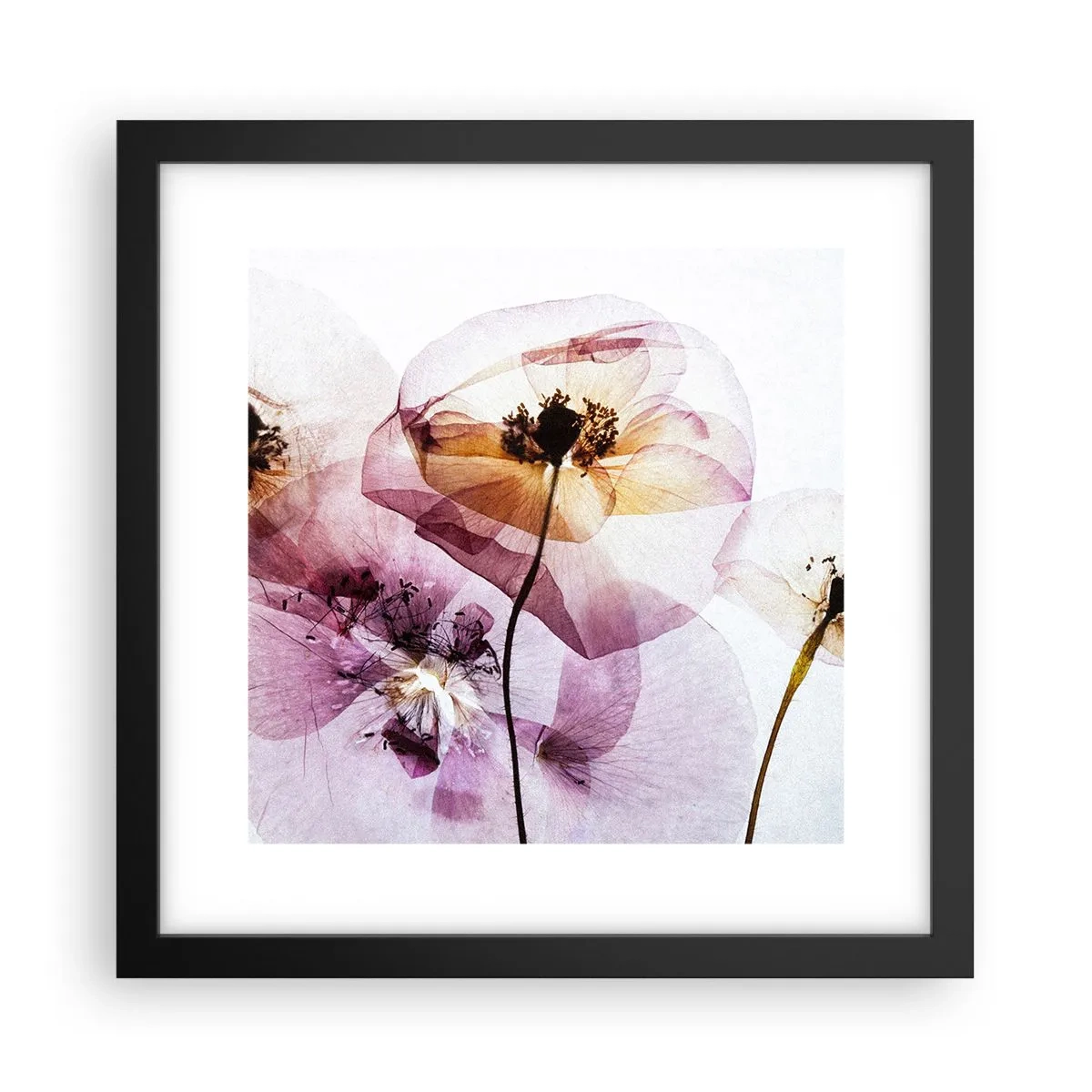 Plakat w czarnej ramie - Kwiatów ciała przezrocze - 30x30 cm
