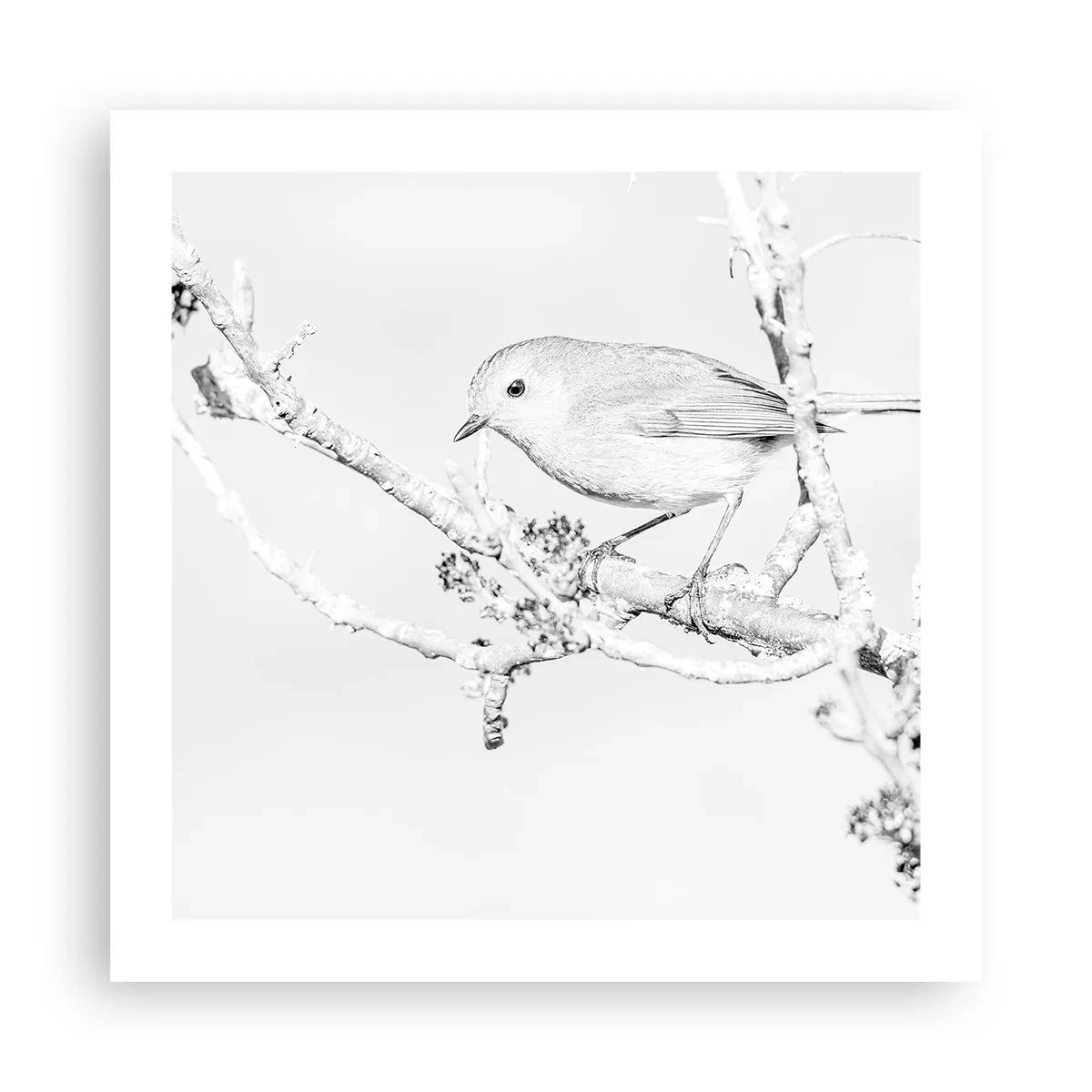 Plakat - Zimowy poranek - 50x50 cm