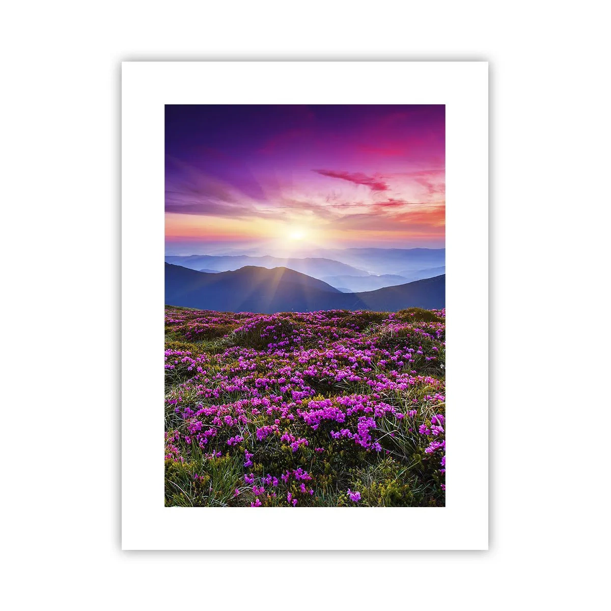 Plakat - Ziół zapachniały świeże pęki od niw - 30x40 cm
