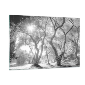 Obraz na szkle - Czarno-białe drzewa oliwne w świetle słonecznym - 120x80cm - W oliwnym gaju - Nowoczesna dekoracja ścienna do salonu, kuchni i sypialni ARTTOR