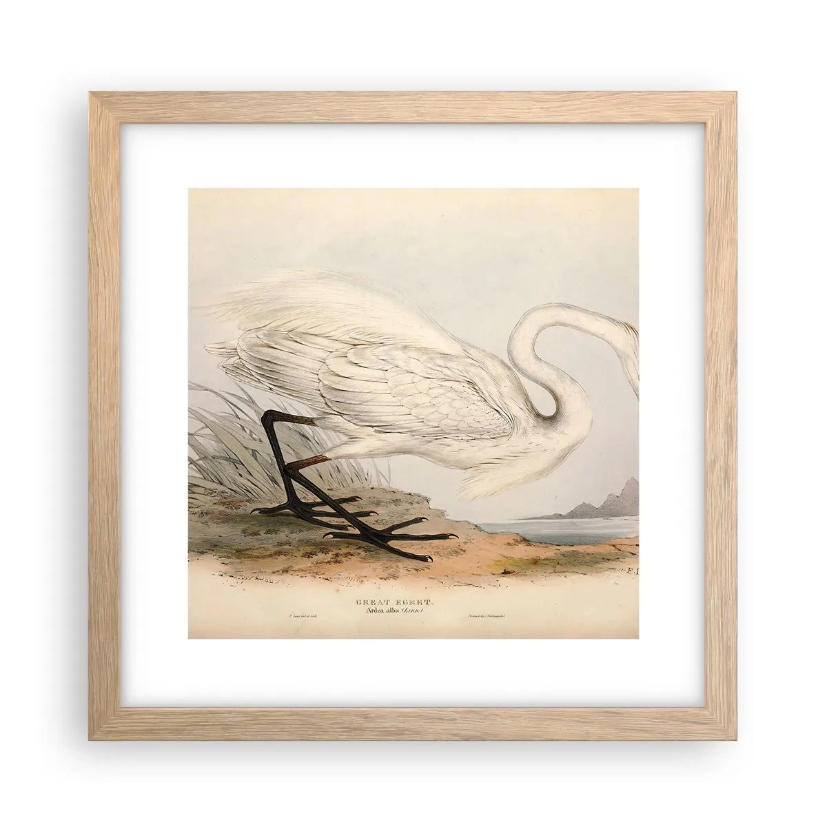 Plakat w ramie jasny dąb - Pani na szuwarach - 30x30 cm