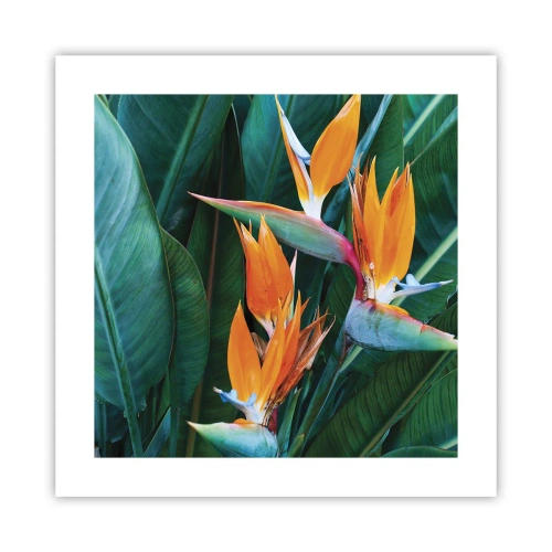 Plakat - Czy to kwiat, czy to ptak? - 40x40 cm