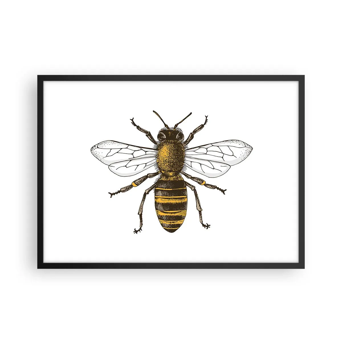 Plakat w czarnej ramie - Szczegółowa ilustracja pszczoły na białym tle - 70x50cm - Piękna i dobra - Nowoczesna dekoracja ścienna do salonu i sypialni ARTTOR