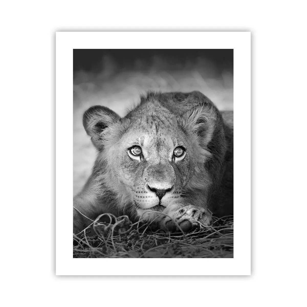 Plakat - Królewskie szczenię - 40x50 cm