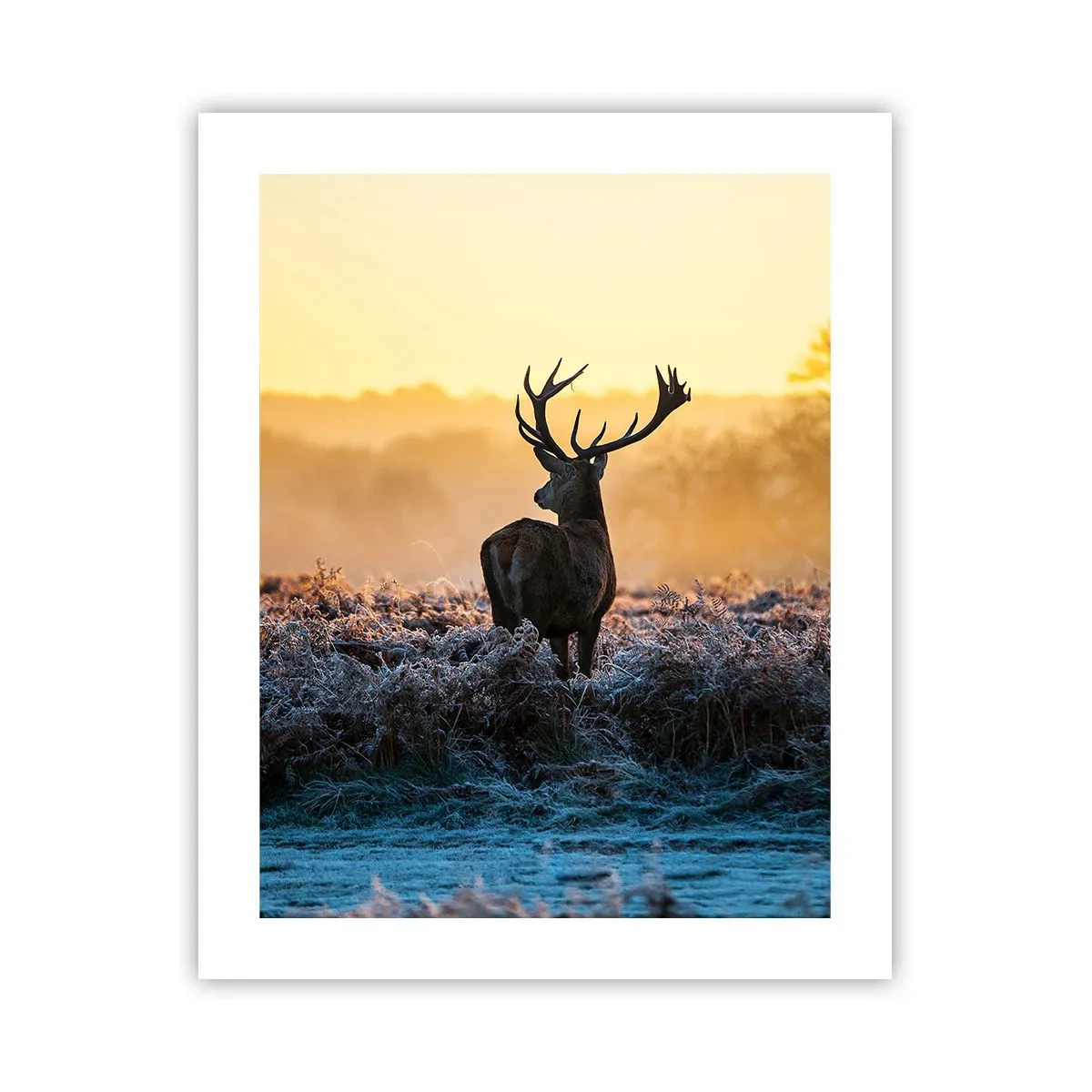 Plakat - Koronowany na swoich włościach - 40x50 cm