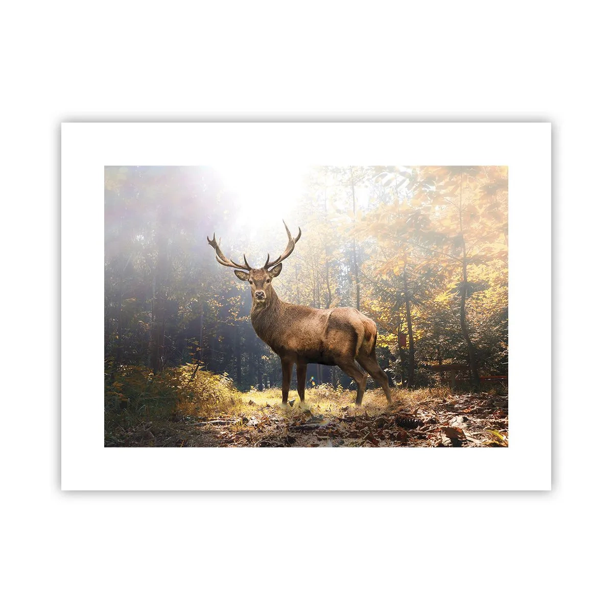 Plakat - W pełnym majestacie - 40x30 cm