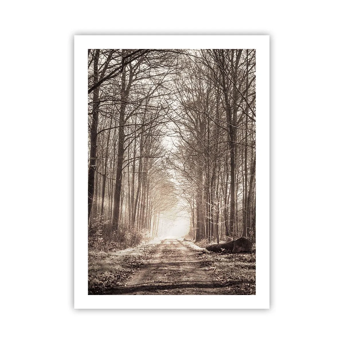 Plakat - Leśna ścieżka w jesiennych odcieniach sepii - 50x70cm - Leśna katedra - Nowoczesna dekoracja ścienna do salonu, kuchni i sypialni ARTTOR