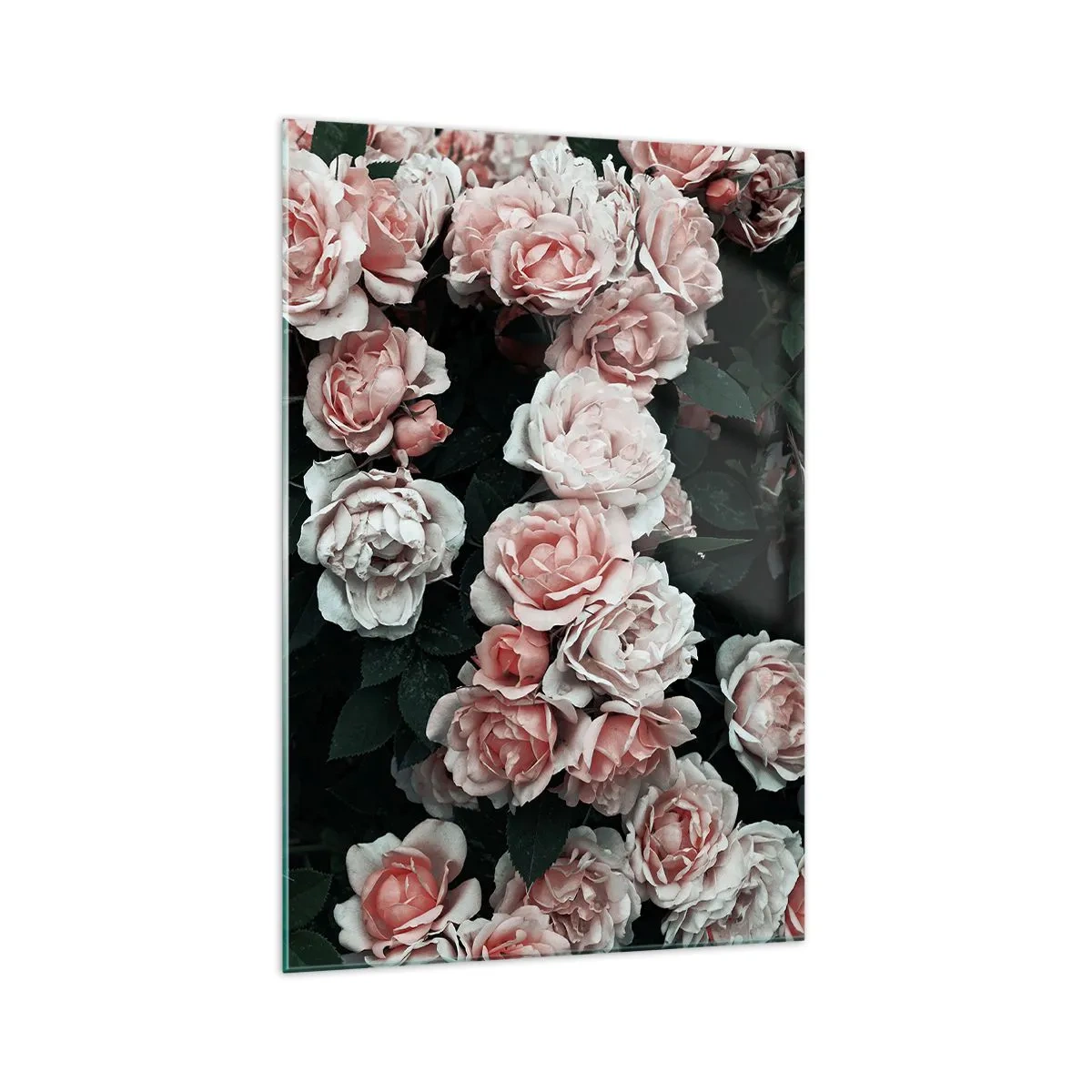 Obraz na szkle - Różowe róże na ciemnym tle w subtelnej kompozycji - 70x100cm - Różany ansamble - Nowoczesna dekoracja ścienna do salonu i sypialni ARTTOR