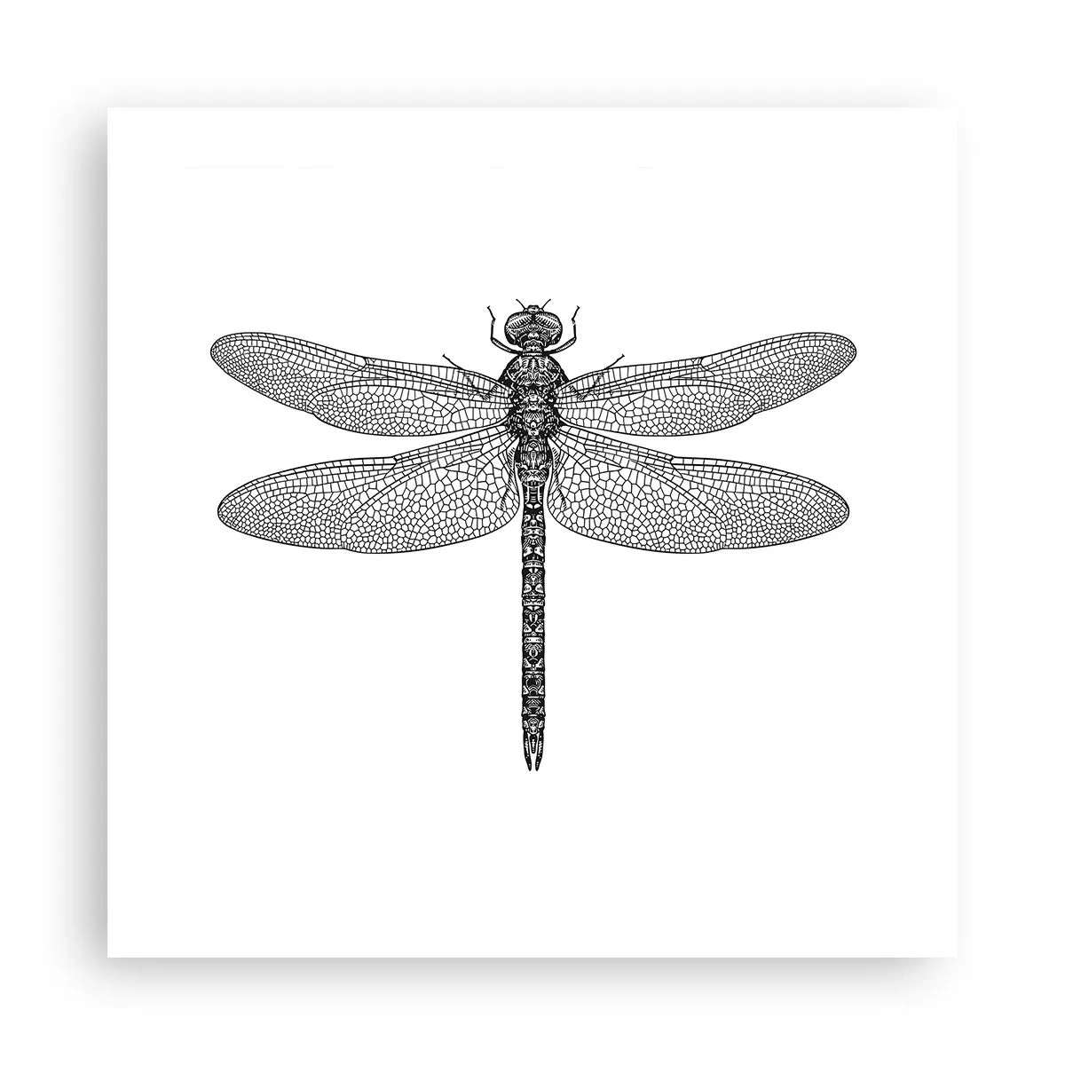 Plakat - Precyzja natury - 50x50 cm