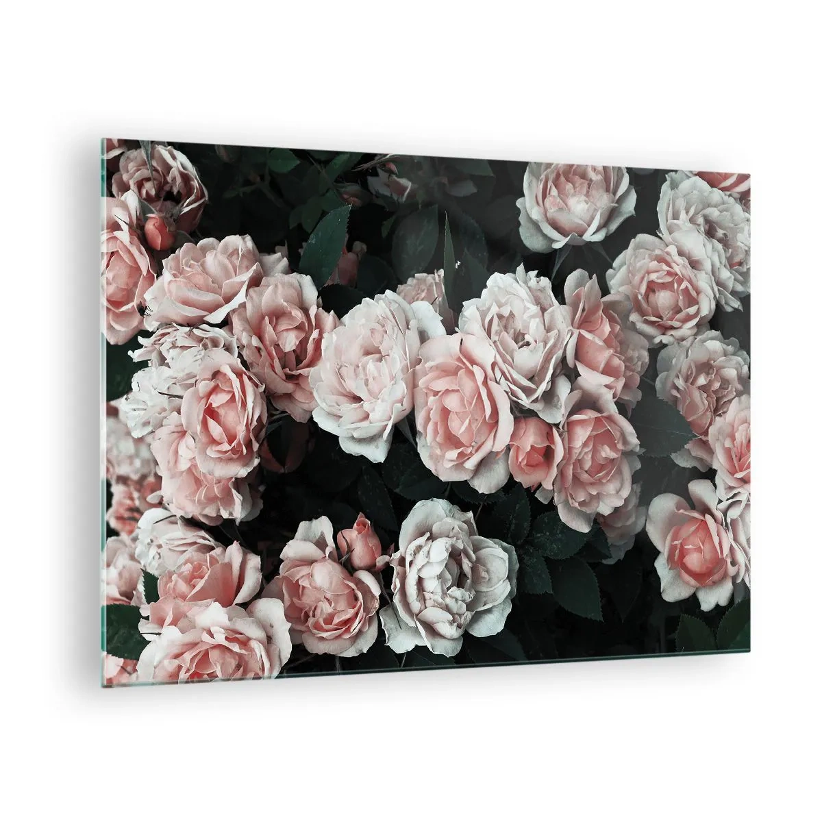 Obraz na szkle - Bukiet różowych róż na ciemnym tle w zbliżeniu - 70x50cm - Różany ansamble - Nowoczesna dekoracja ścienna do salonu i sypialni ARTTOR