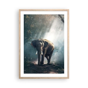 Plakat w ramie jasny dąb - Spokojna przechadzka - 50x70 cm