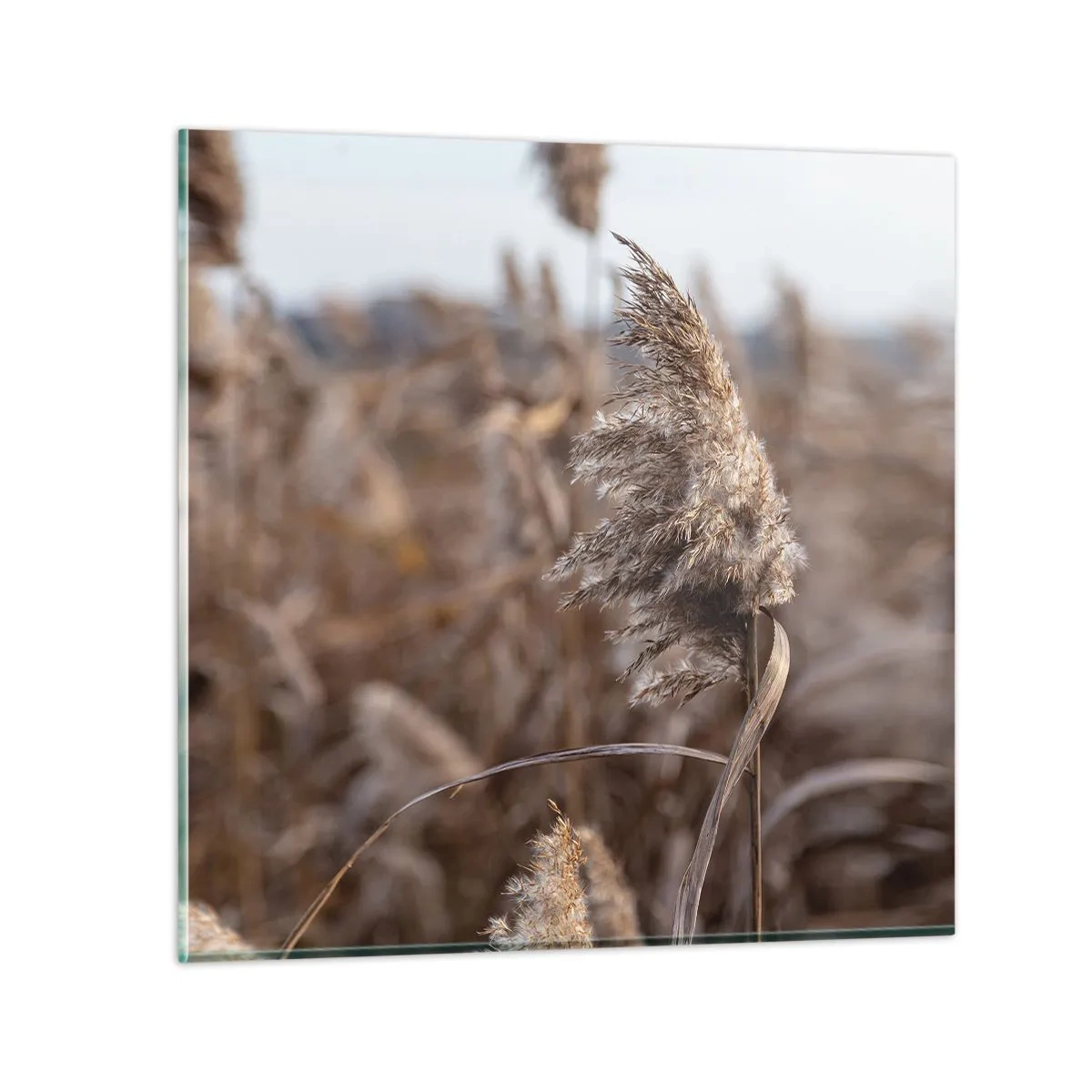 Obraz na szkle - Czas odlecieć z wiatrem - 70x70 cm