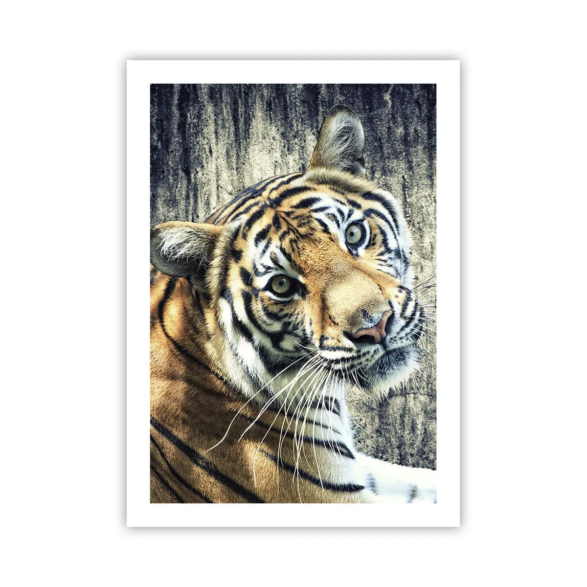 Plakat - Zbliżenie tygrysa na tle naturalnej ściany - 50x70cm - Portret w strugach światła - Nowoczesna dekoracja ścienna do salonu, kuchni i sypialni ARTTOR
