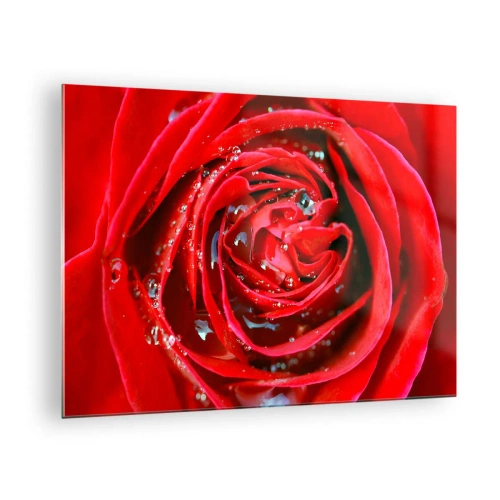 Obraz na szkle - Zbliżenie na czerwoną różę z kroplami rosy - 70x50cm - W kroplach rosy - Nowoczesna dekoracja ścienna do salonu i sypialni ARTTOR