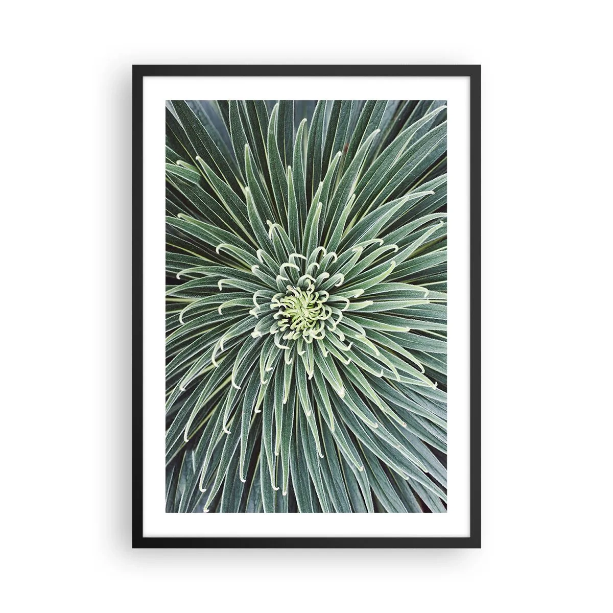 Plakat w czarnej ramie - Zbliżenie na zieloną roślinę o symetrycznym układzie liści - 50x70cm - Narodziny gwiazdy - Nowoczesna dekoracja ścienna do salonu i sypialni ARTTOR