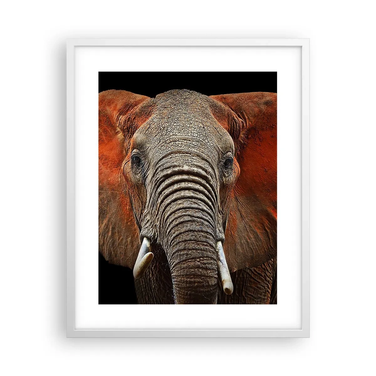 Plakat w białej ramie - Jestem dziki, a ty? - 40x50 cm