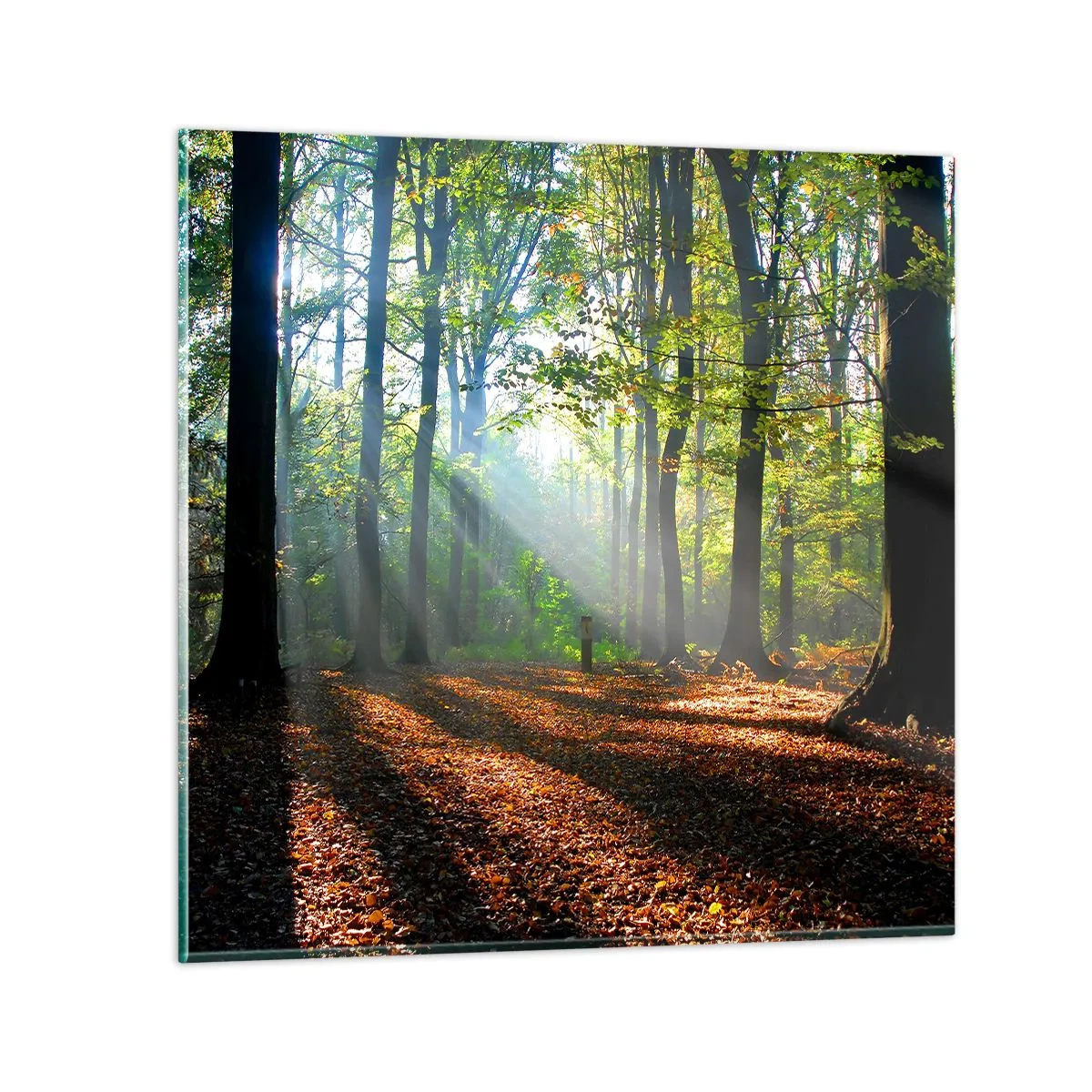 Obraz na szkle - Blaski i cienie - 50x50 cm