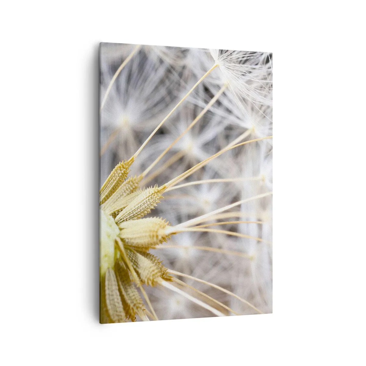Obraz na płótnie - Makrofotografia dmuchawca z delikatnymi nasionami - 70x100cm - Tuż przed odlotem - Nowoczesna dekoracja ścienna do salonu i sypialni ARTTOR