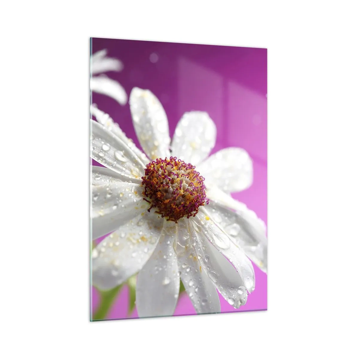 Obraz na szkle - Makrofotografia białego kwiatu z kroplami rosy na tle różu - 50x70cm - Skromny w swojej urodzie - Nowoczesna dekoracja ścienna do salonu, kuchni i sypialni ARTTOR