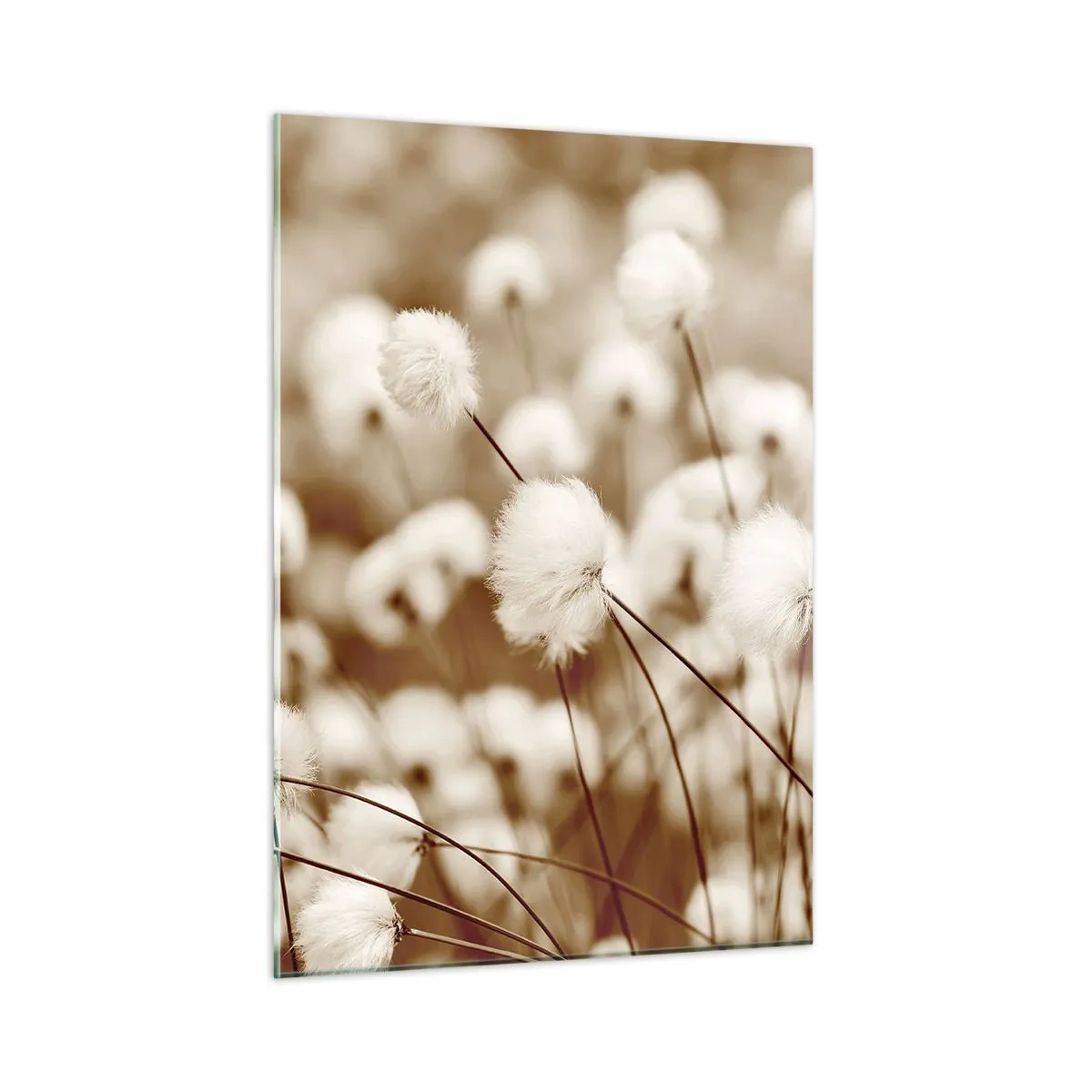 Obraz na szkle - Pole puszystych traw w odcieniach sepii - 50x70cm - Puszysty łan - Nowoczesna dekoracja ścienna do salonu, kuchni i sypialni ARTTOR