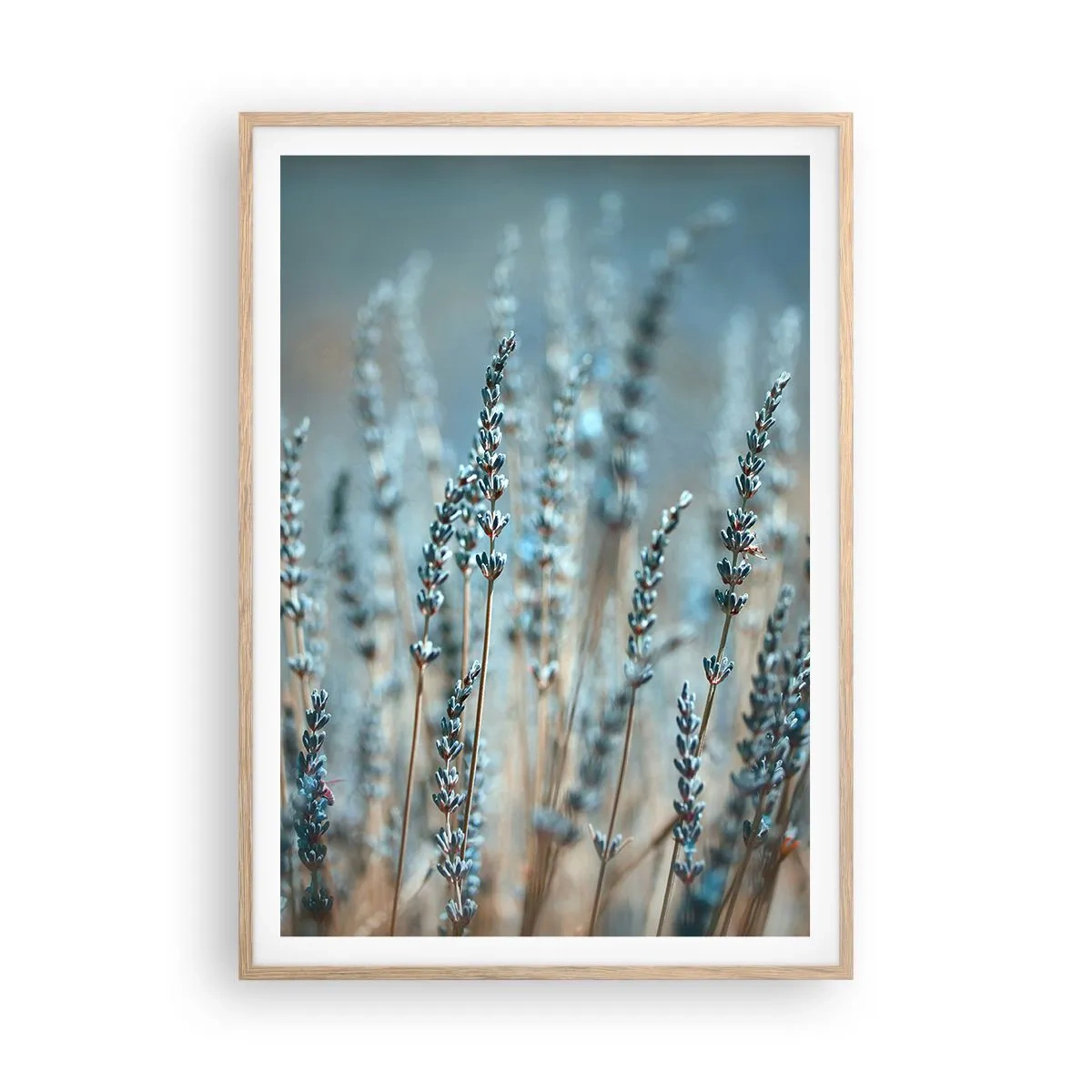 Plakat w ramie jasny dąb - Pachnący łan - 70x100 cm