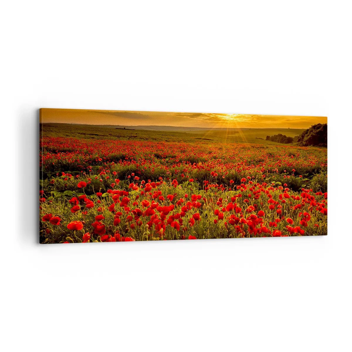 Obraz na płótnie - Pole czerwonych maków w blasku zachodzącego słońca - 120x50cm - Wśród fali łąk szumiących, wśród kwiatów powodzi - Nowoczesna dekoracja ścienna do salonu i sypialni ARTTOR