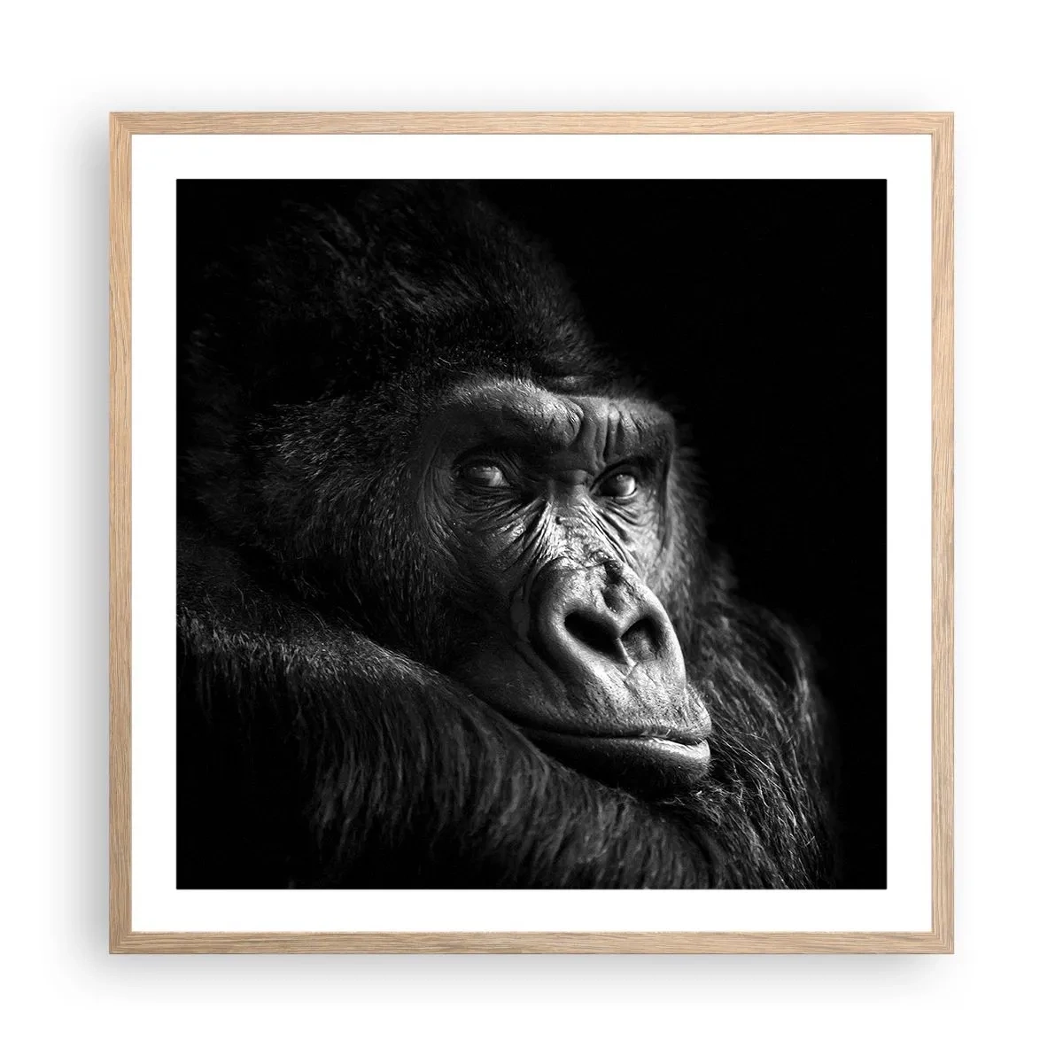 Plakat w ramie jasny dąb - I co się patrzysz? - 60x60 cm