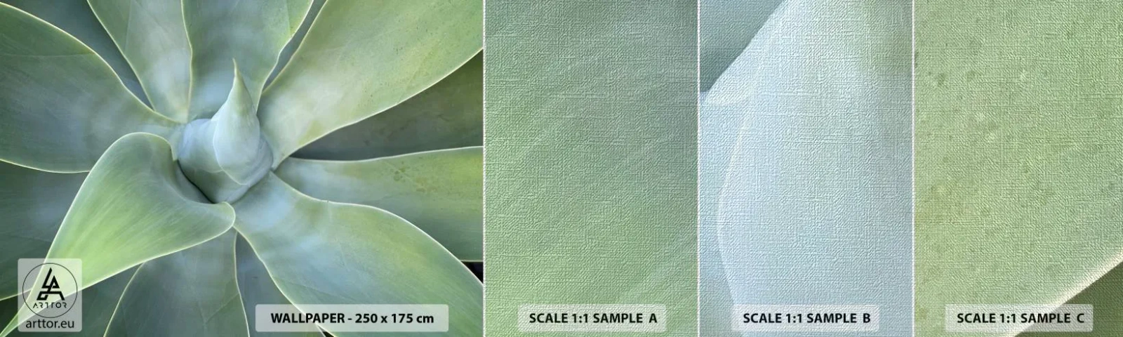 Fototapeta Próbka Premium Canvas - Narodziny zieleni - Sukulent, Agawa, Botanika - 100x30 cm