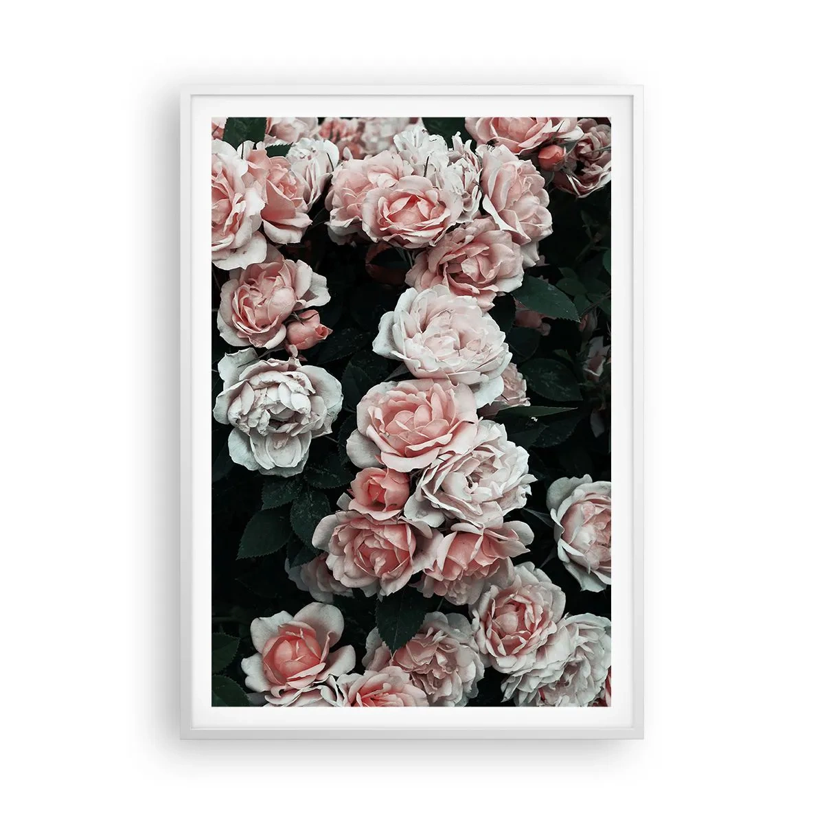 Plakat w białej ramie - Różany ansamble - 70x100 cm
