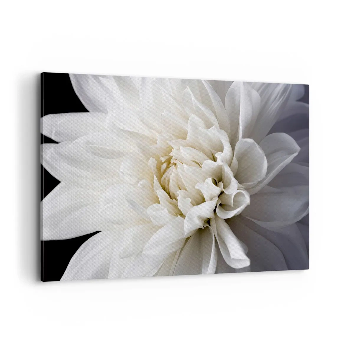 Obraz na płótnie - Delikatny biały kwiat na czarnym tle w eleganckiej kompozycji - 120x80cm - Poranek Panny Młodej - Nowoczesna dekoracja ścienna do salonu, kuchni i sypialni ARTTOR