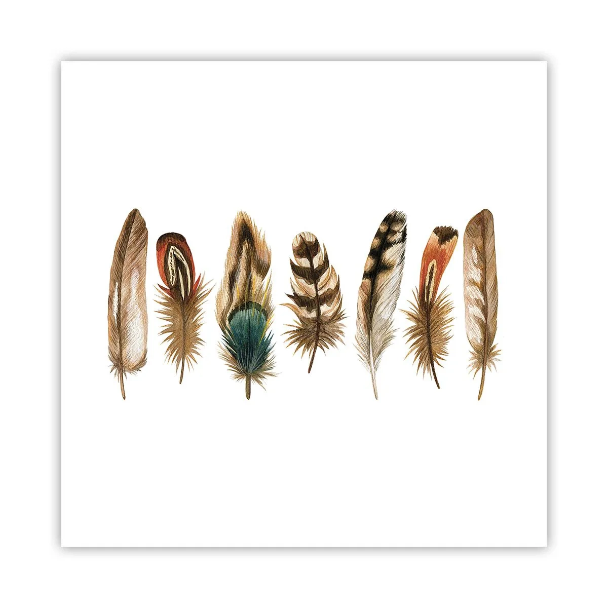 Plakat - Pierzasta wariacja - 40x40 cm