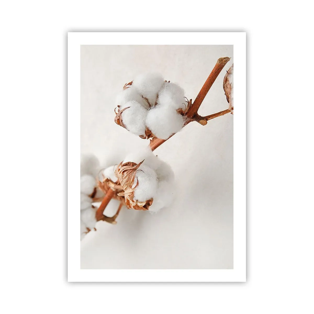 Plakat - Delikatne gałązki bawełny na jasnym tle - 50x70cm - Tylko tulić - Nowoczesna dekoracja ścienna do salonu, kuchni i sypialni ARTTOR