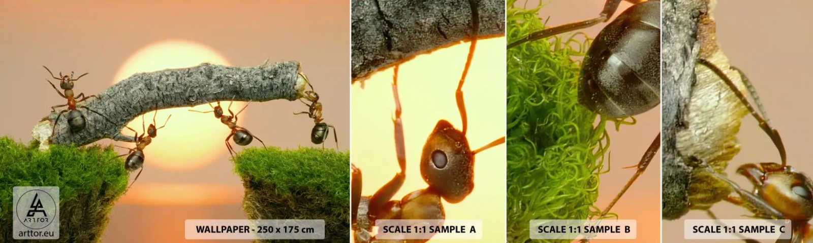 Fototapeta Próbka Standard Eco - Radosna, wspólna praca - Natura, Mrówki, Zachód Słońca - 100x30 cm
