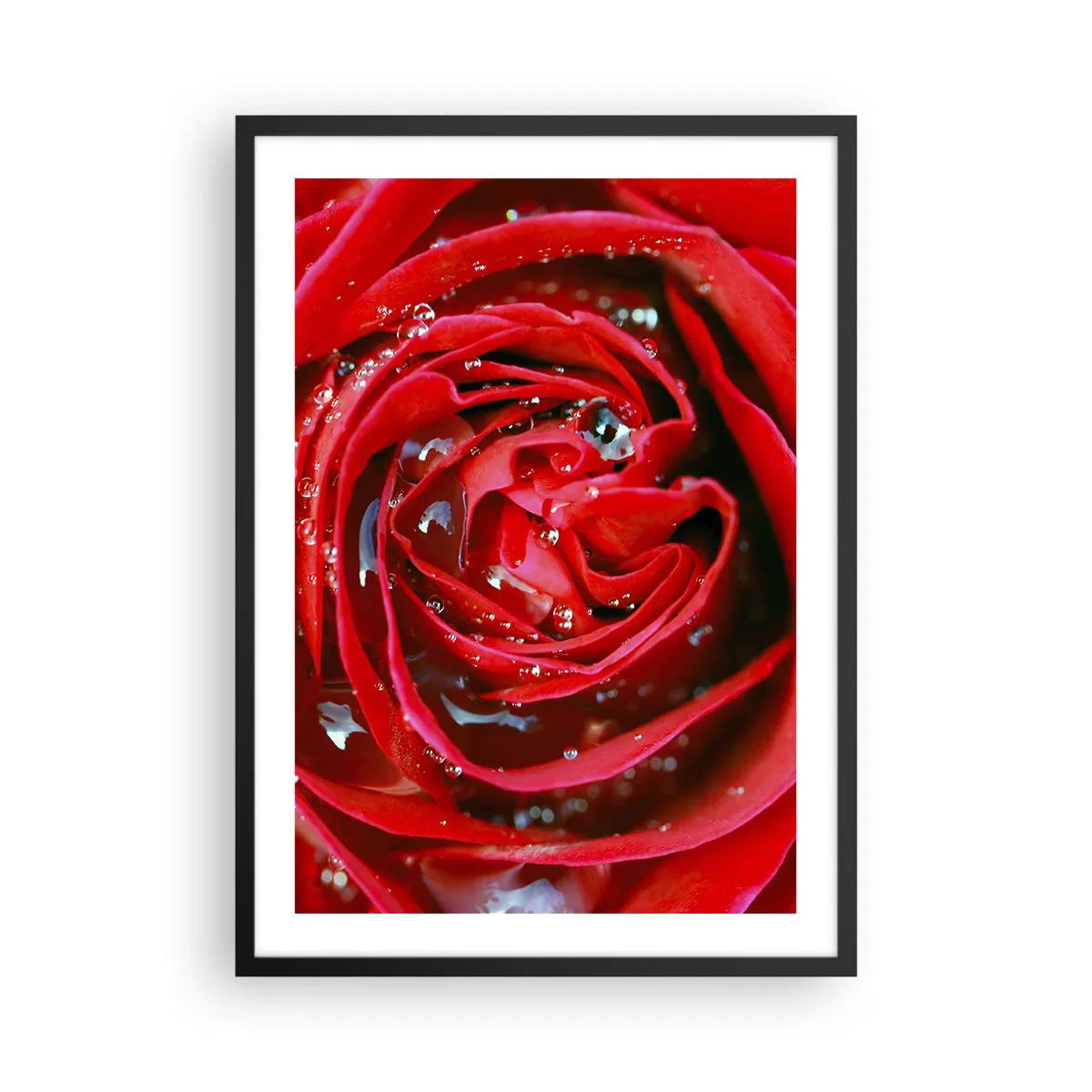 Plakat w czarnej ramie - Zbliżenie na czerwoną różę z kroplami wody - 50x70cm - W kroplach rosy - Nowoczesna dekoracja ścienna do salonu i sypialni ARTTOR