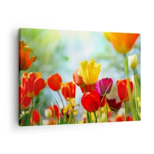 Obraz na płótnie - Kolorowe tulipany w promieniach słońca - 70x50cm - Wszystkie barwy słońca - Nowoczesna dekoracja ścienna do salonu i sypialni ARTTOR