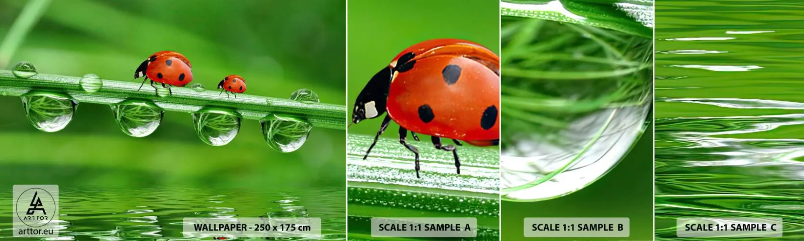 Fototapeta Próbka Standard Eco - W drodze całe lato - Biedronka, Kropla Wody, Natura - 100x30 cm