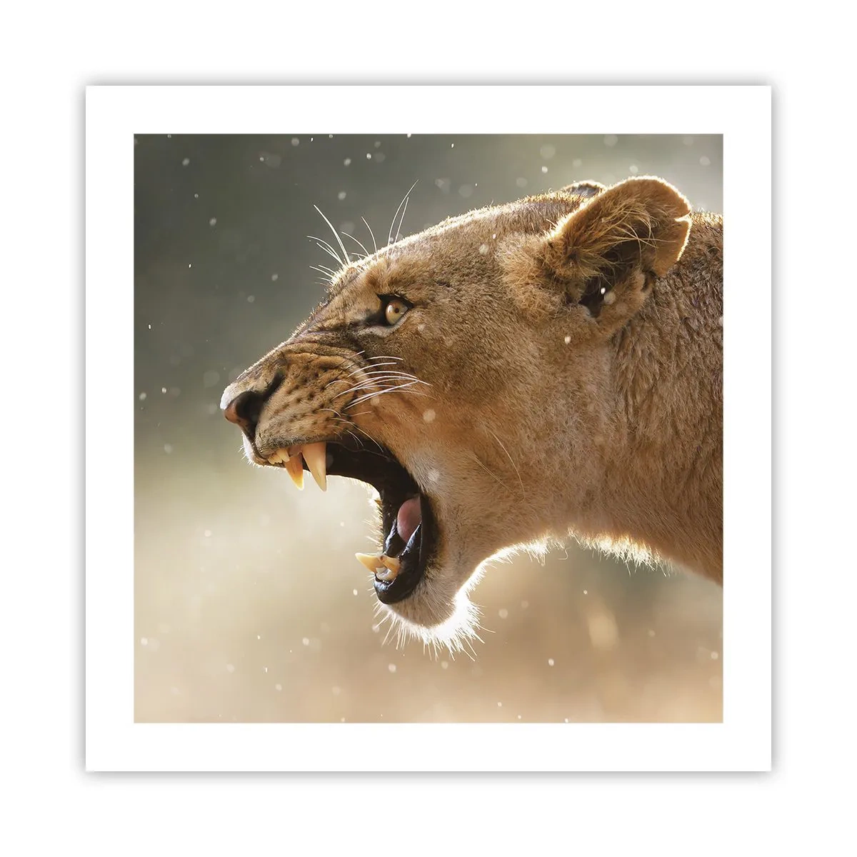 Plakat - Spróbuj nie posłuchać - 50x50 cm