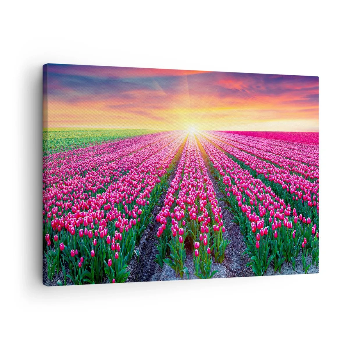 Obraz na płótnie - Pole tulipanów o zachodzie słońca - 70x50cm - Farma piękności - Nowoczesna dekoracja ścienna do salonu i sypialni ARTTOR
