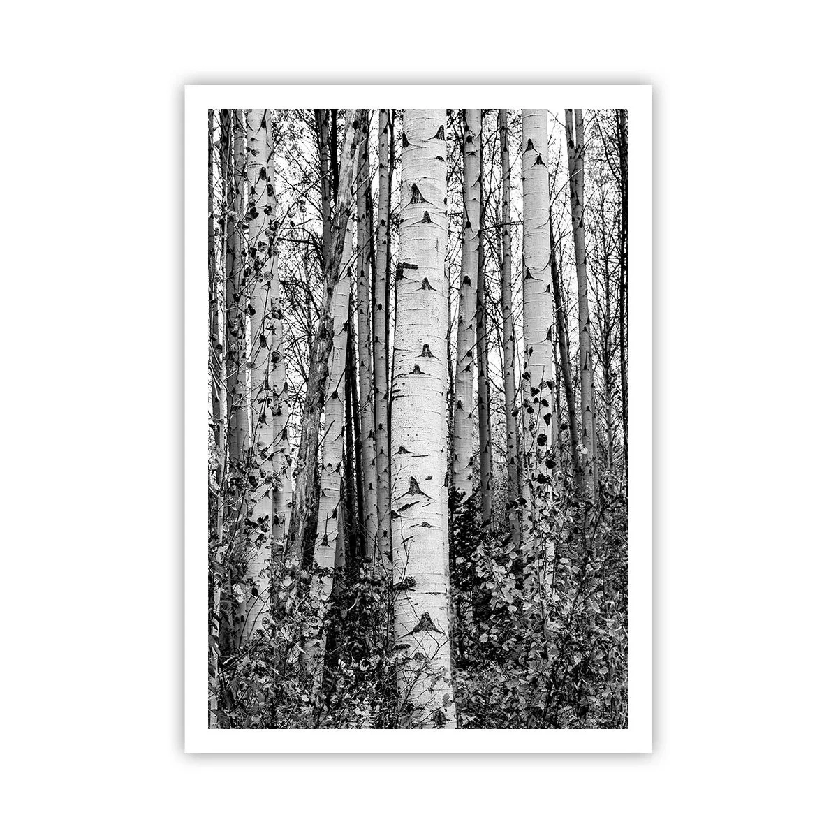 Plakat - Brzozowa kolumnada - 70x100 cm