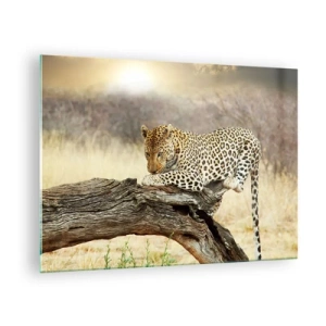 Obraz na szkle - Lampart odpoczywający na drewnianym konarze - 70x50cm - Chadzam własnymi drogami - Nowoczesna dekoracja ścienna do salonu i sypialni ARTTOR