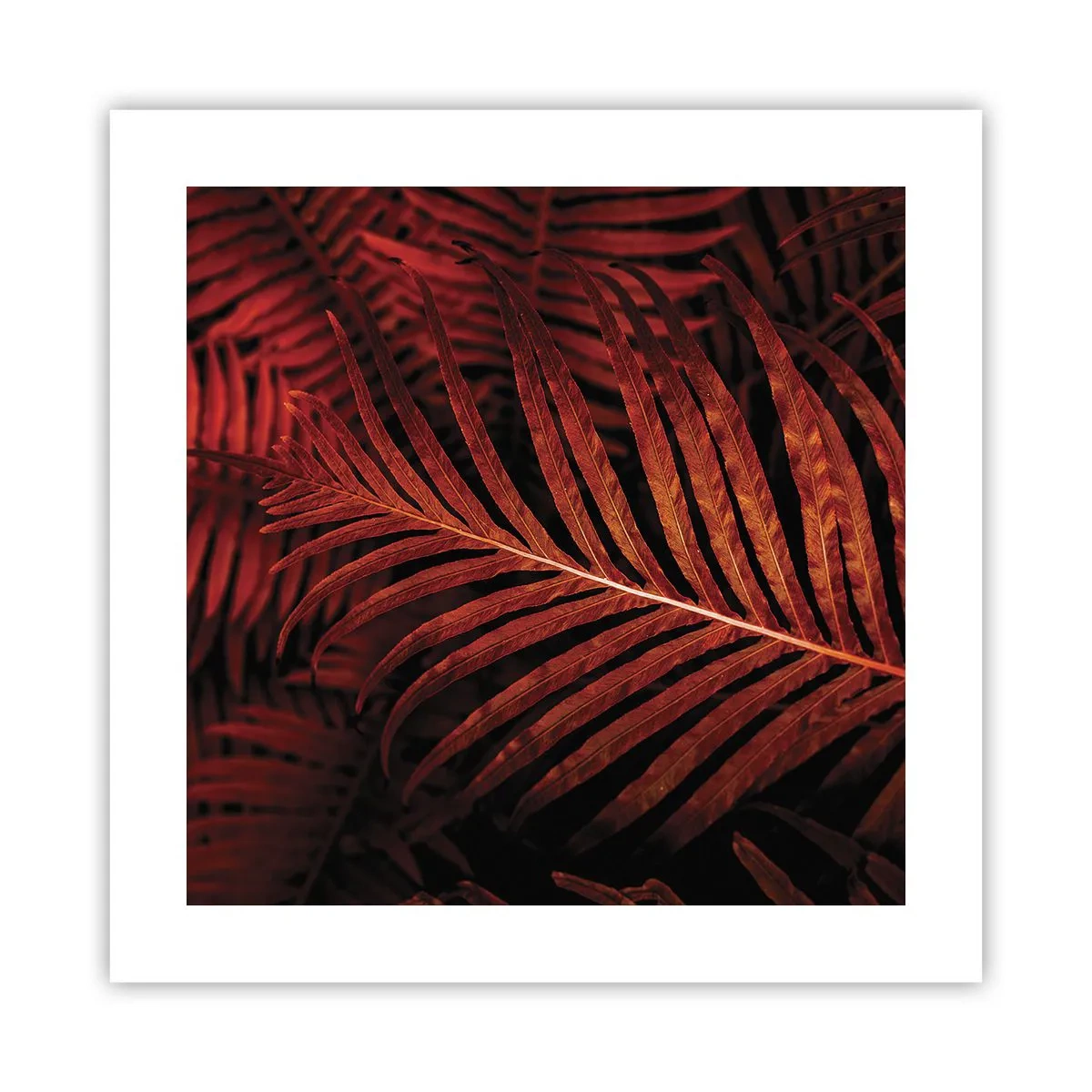 Plakat - Żar życia - 40x40 cm