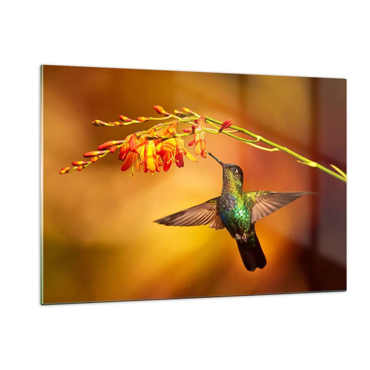 Obraz na szkle - Koliber przy kwiatach w złotej poświacie - 120x80cm - Posłaniec światła wg Majów - Nowoczesna dekoracja ścienna do salonu, kuchni i sypialni ARTTOR