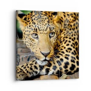 Obraz na płótnie - Nie bój się, podejdź - 40x40 cm