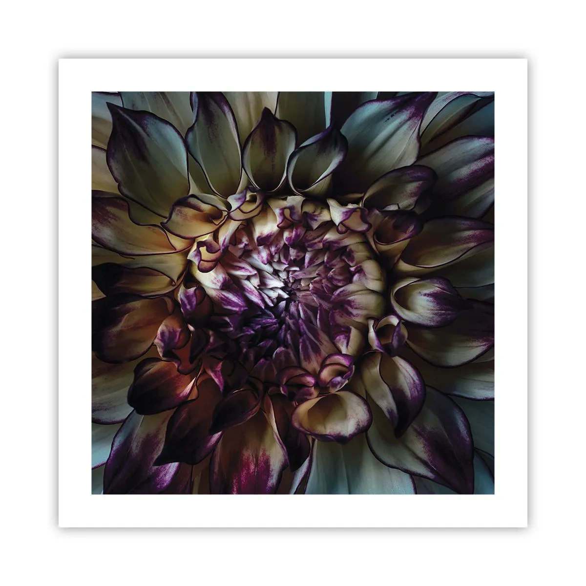 Plakat - Rozkwit młodości - 50x50 cm