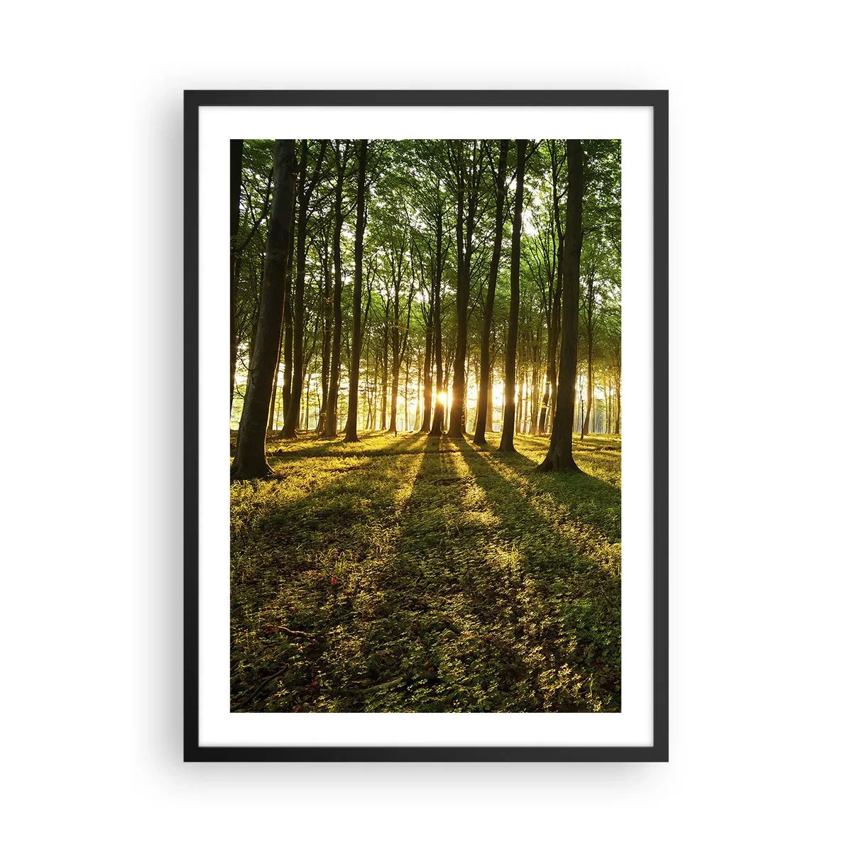 Plakat w czarnej ramie - Las oświetlony promieniami zachodzącego słońca - 50x70cm - Fotografia wszystkich wiosen - Nowoczesna dekoracja ścienna do salonu i sypialni ARTTOR