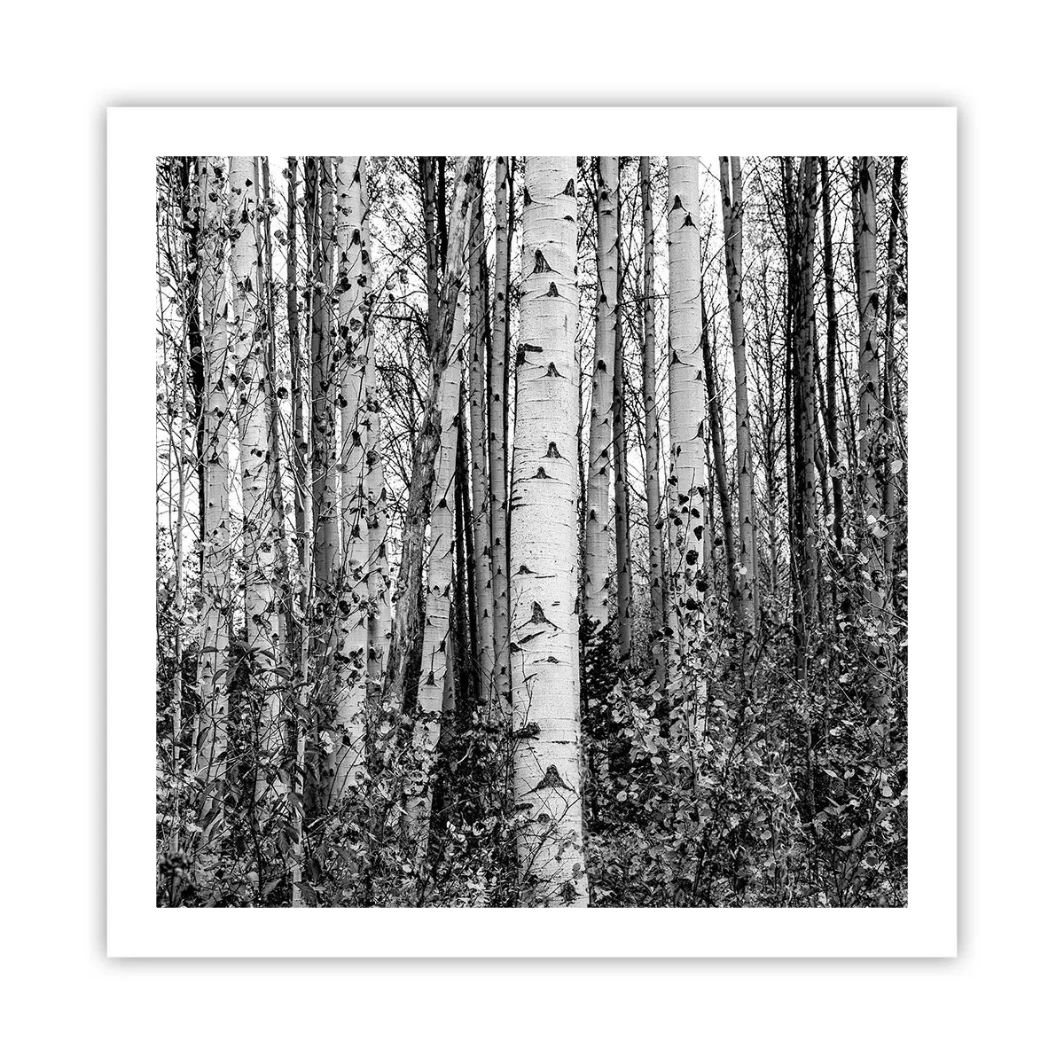 Plakat - Brzozowa kolumnada - 60x60 cm