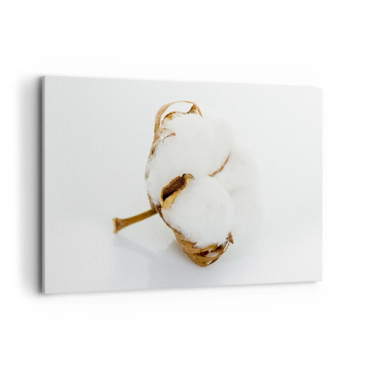 Obraz na płótnie - Gałązka bawełny na jasnym tle w minimalistycznym ujęciu - 120x80cm - Miękka z natury - Nowoczesna dekoracja ścienna do salonu, kuchni i sypialni ARTTOR