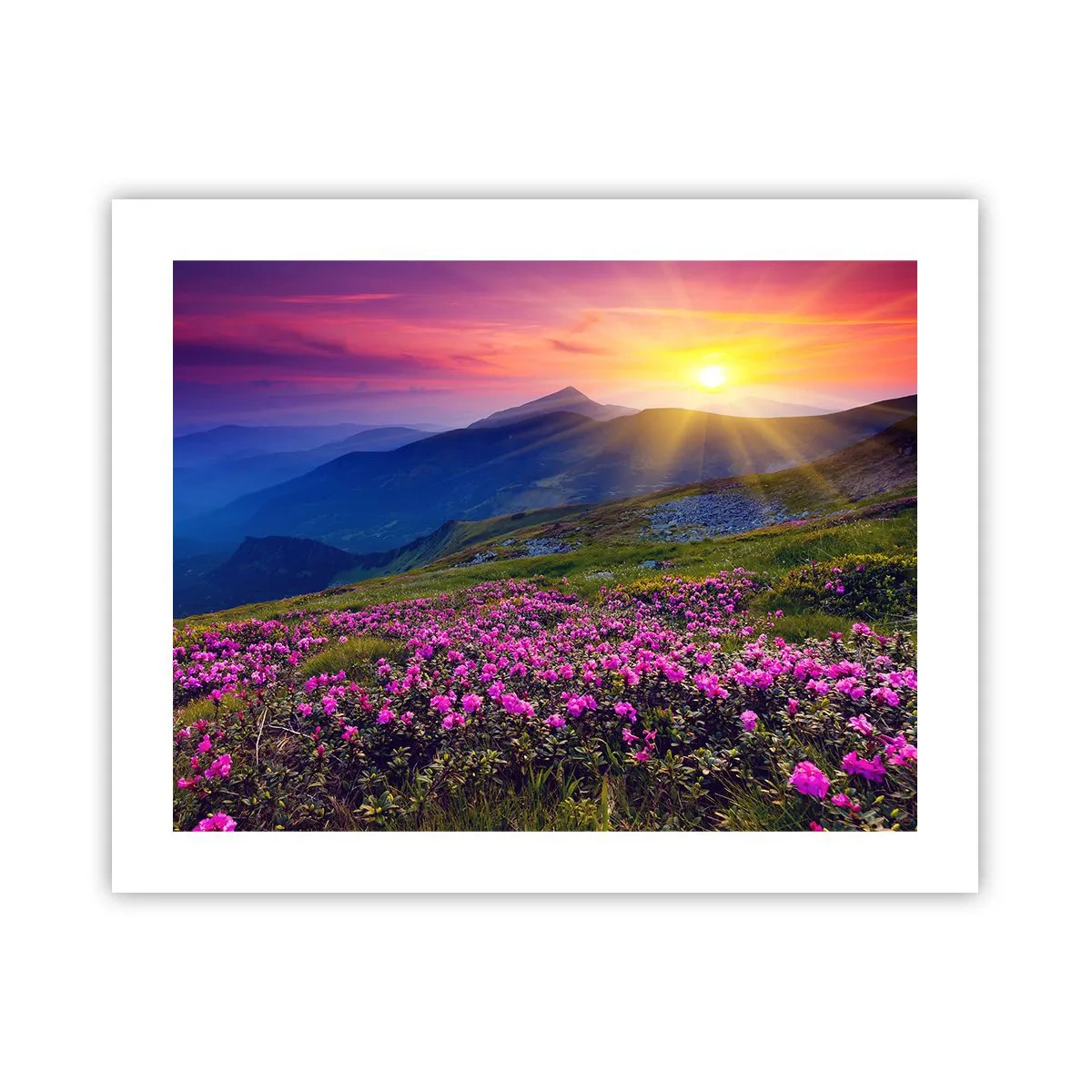 Plakat - … A dokoła pachnie kosodrzewina i wonieją zioła - 50x40 cm