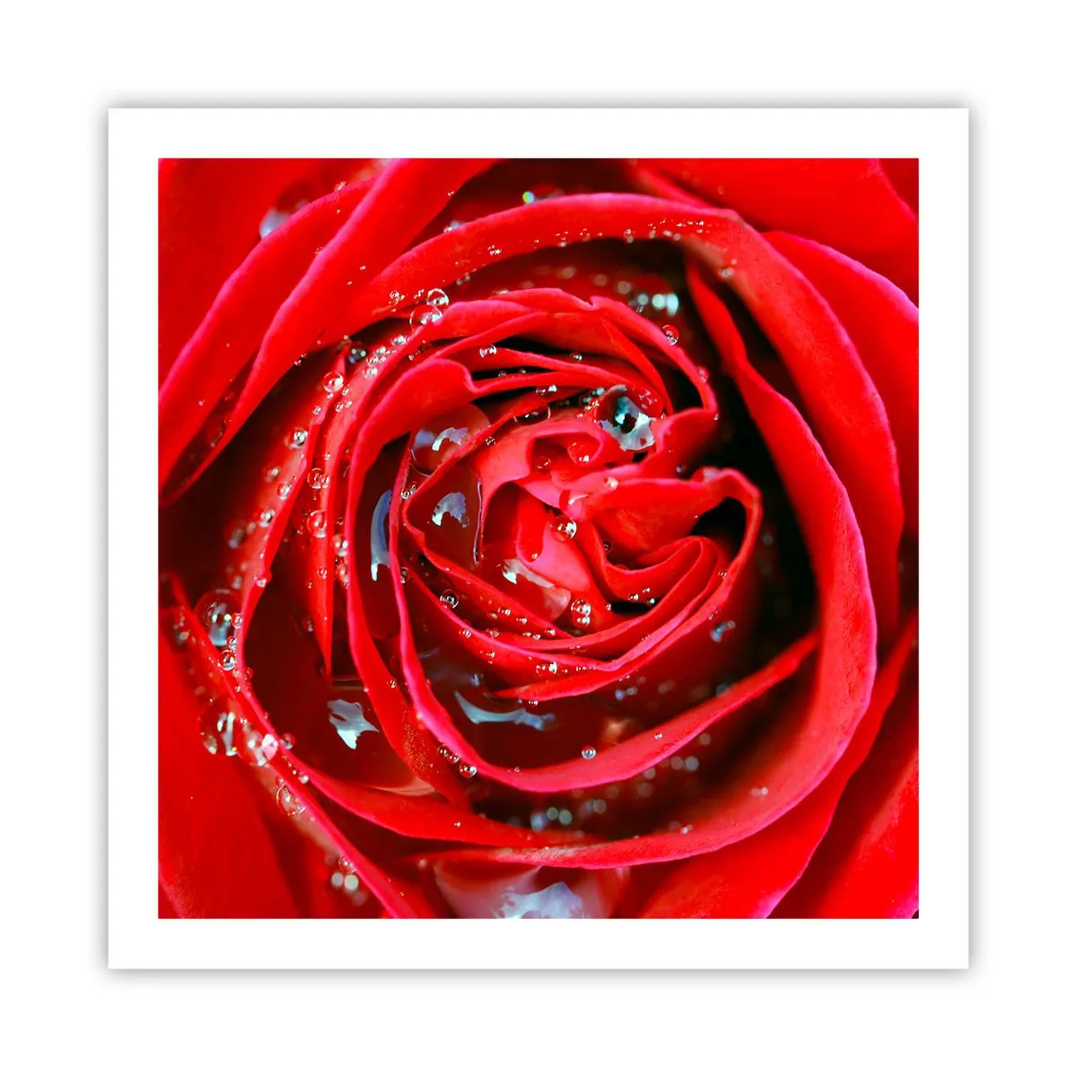 Plakat - W kroplach rosy - 60x60 cm