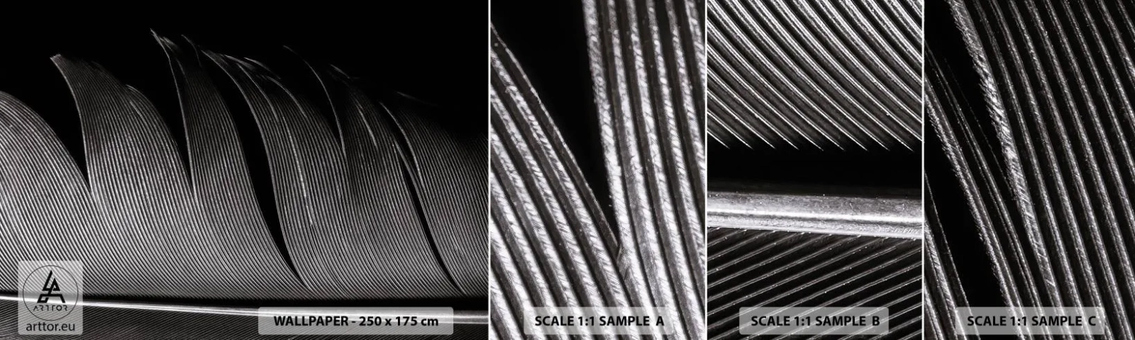 Fototapeta Próbka Standard Eco - Pióro – cudowna konstrukcja - Pióro, Minimalizm, Lekkość - 100x30 cm